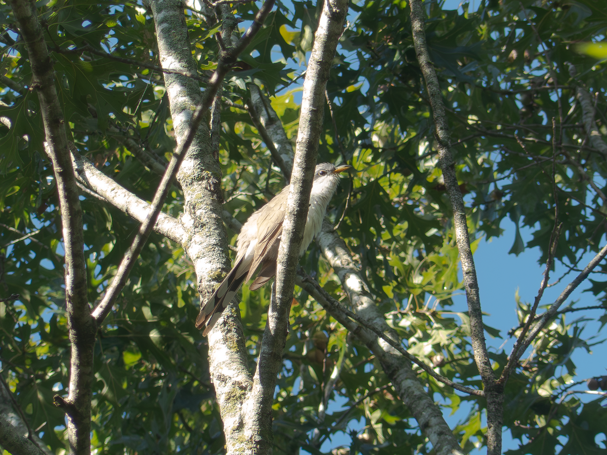 Yellow-billed Cuckoo - ML642490548