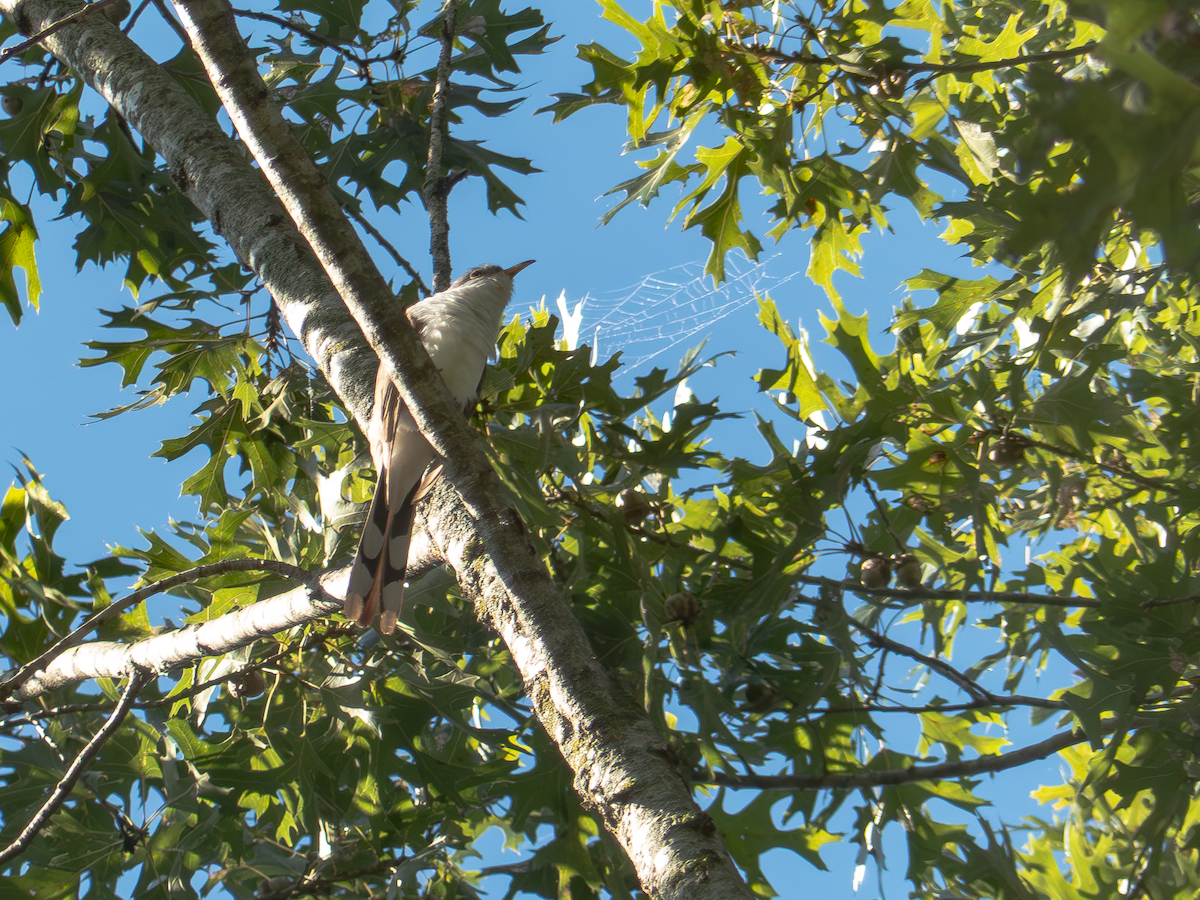 Yellow-billed Cuckoo - ML642490549