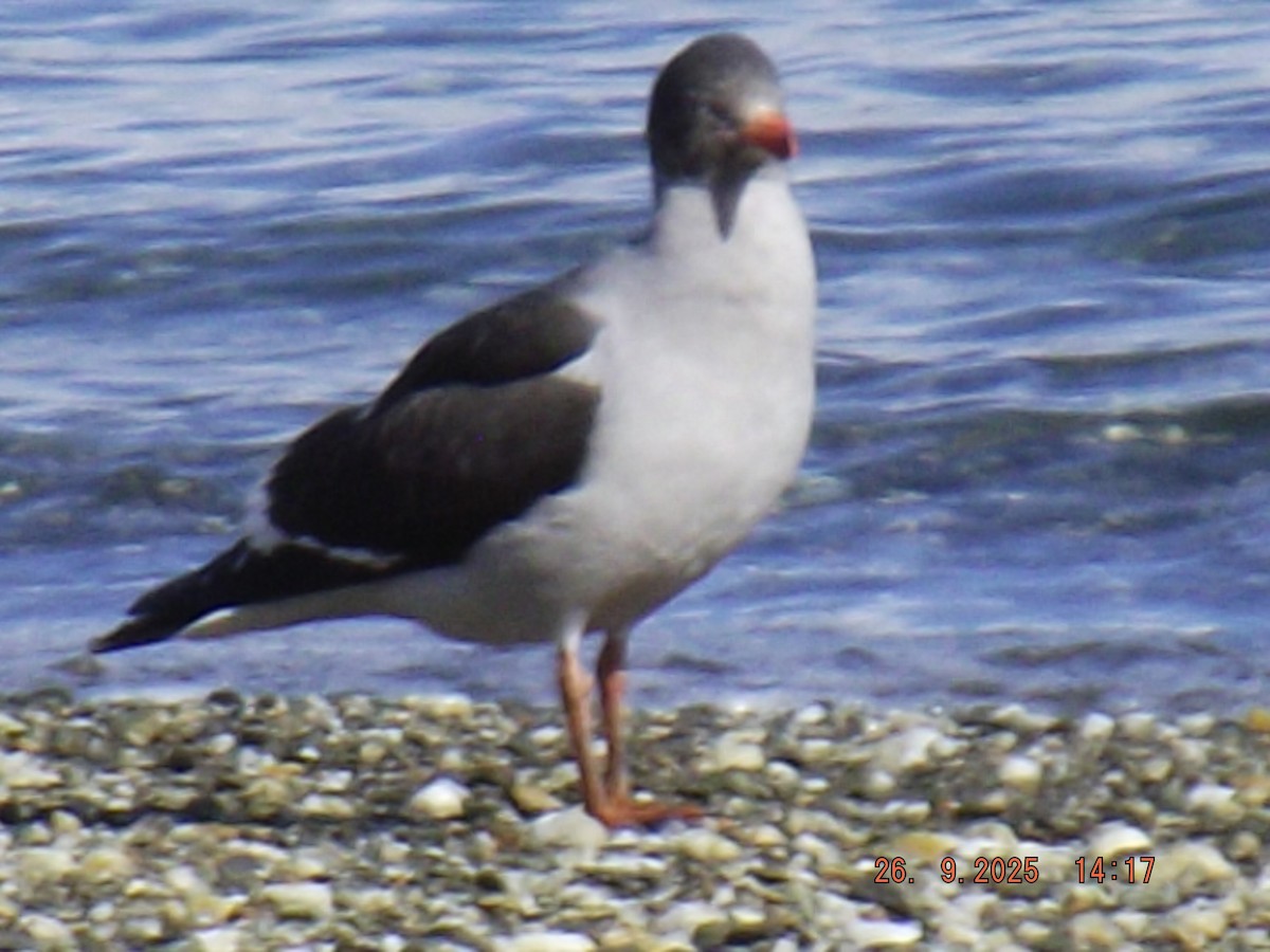 Dolphin Gull - ML642490551