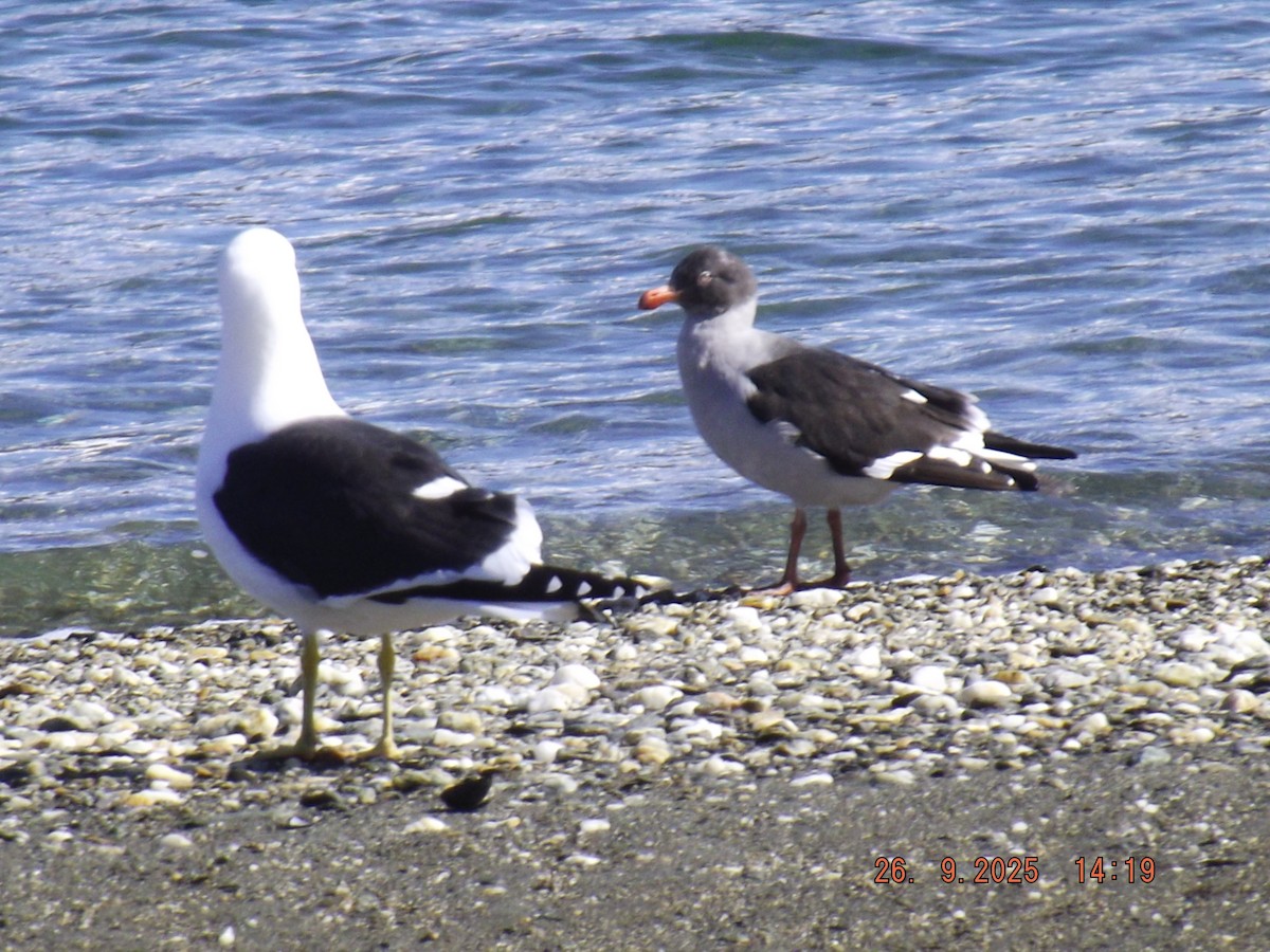 Dolphin Gull - ML642490552
