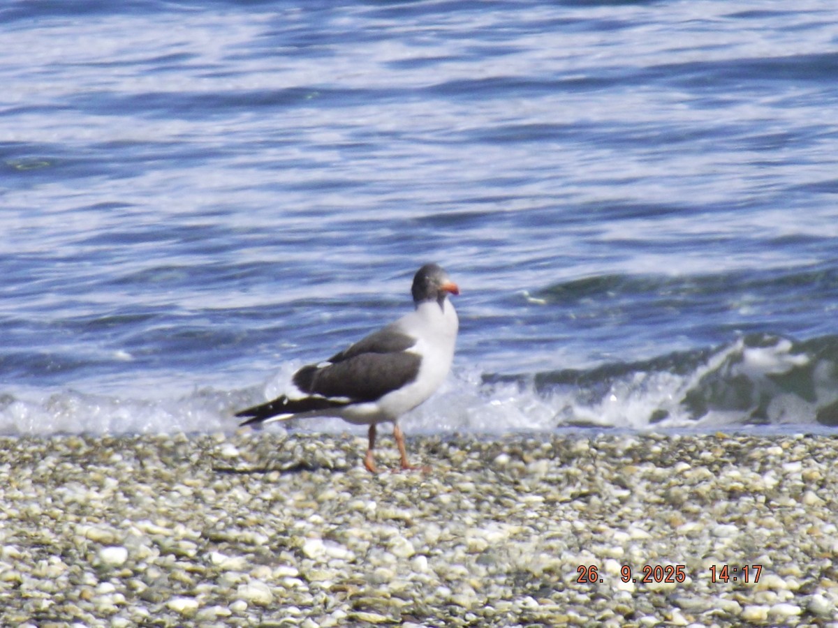 Dolphin Gull - ML642490553