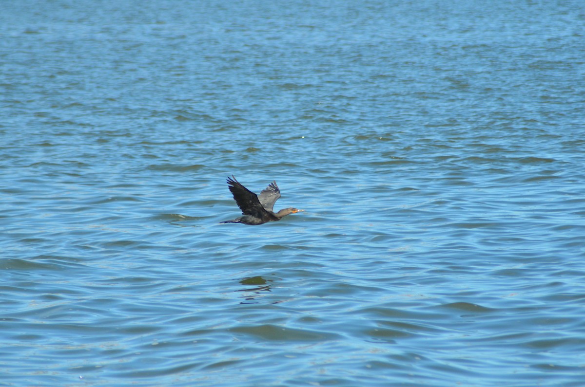 Cormoran à aigrettes - ML642490554
