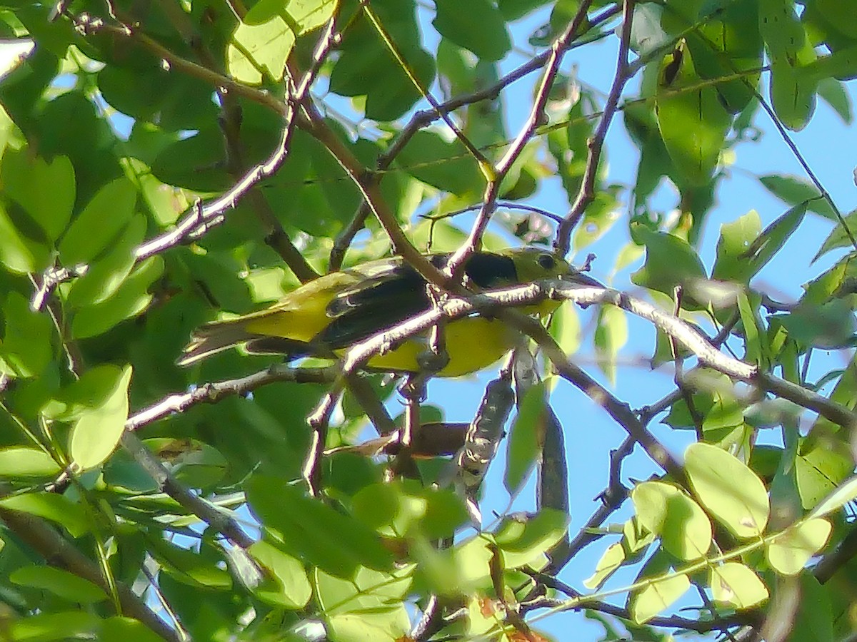 Scarlet Tanager - ML642490556