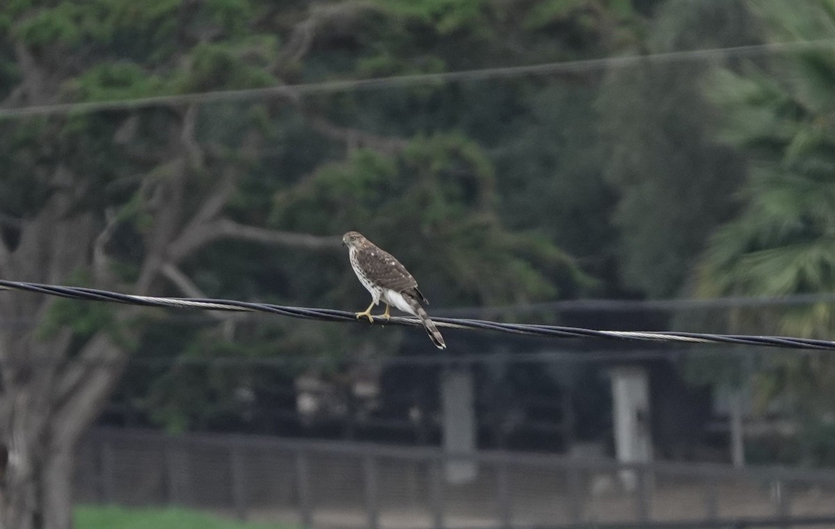Cooper's Hawk - ML642490557