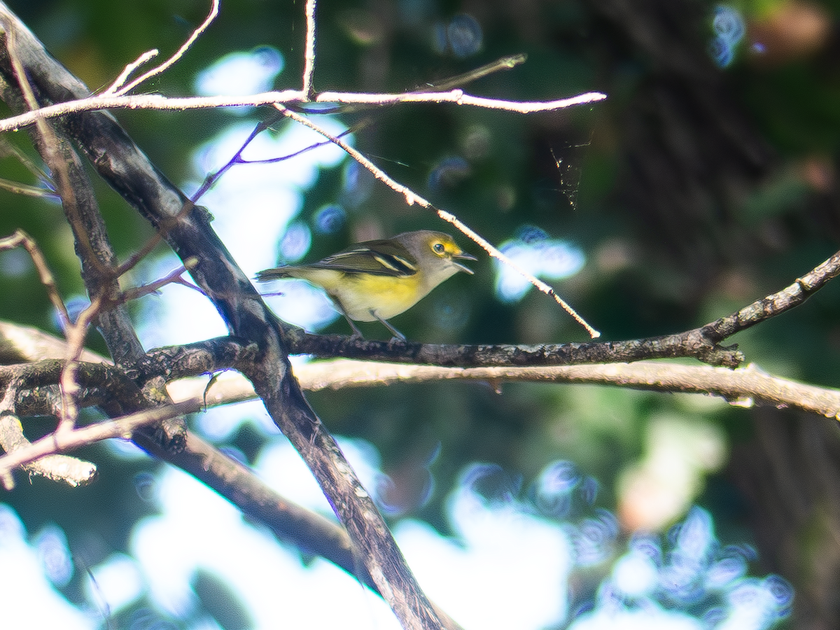 White-eyed Vireo - ML642490570