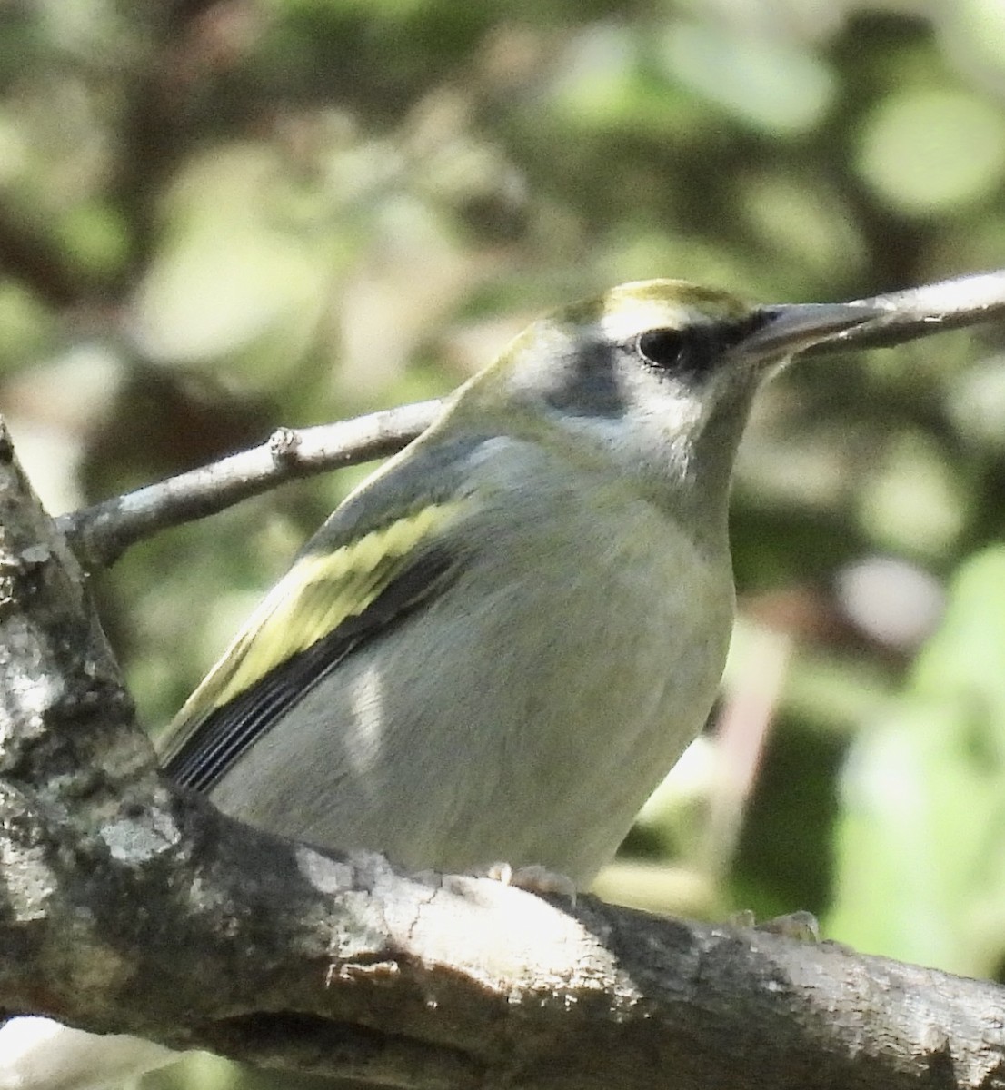 Golden-winged Warbler - ML642490599