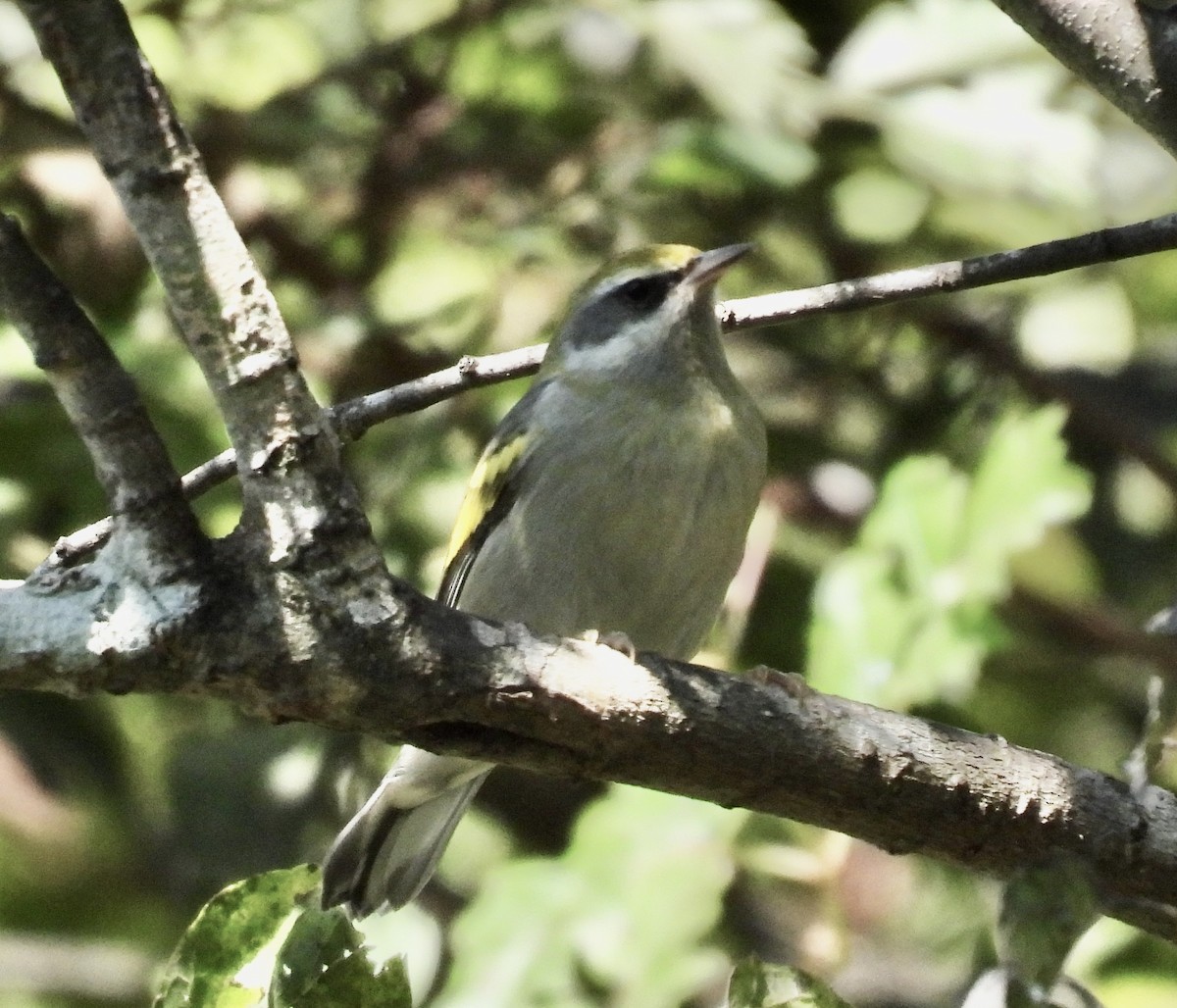 Golden-winged Warbler - ML642490600
