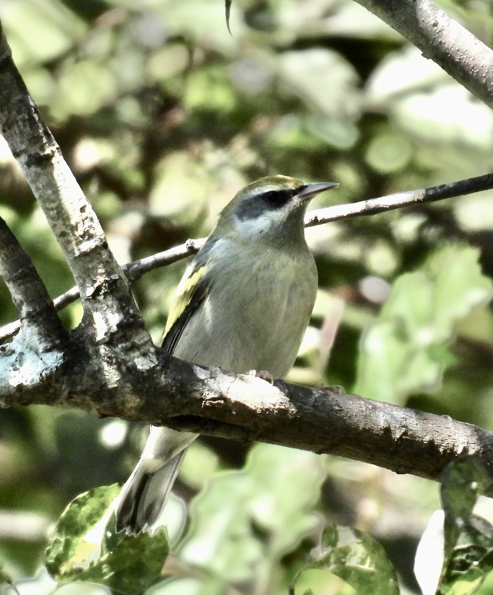 Golden-winged Warbler - ML642490601