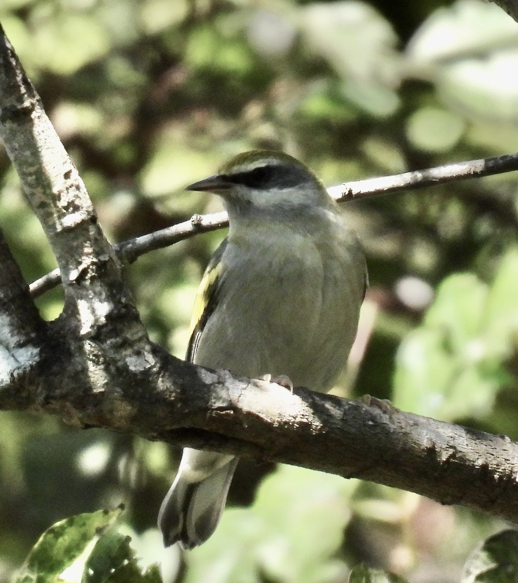 Golden-winged Warbler - ML642490602