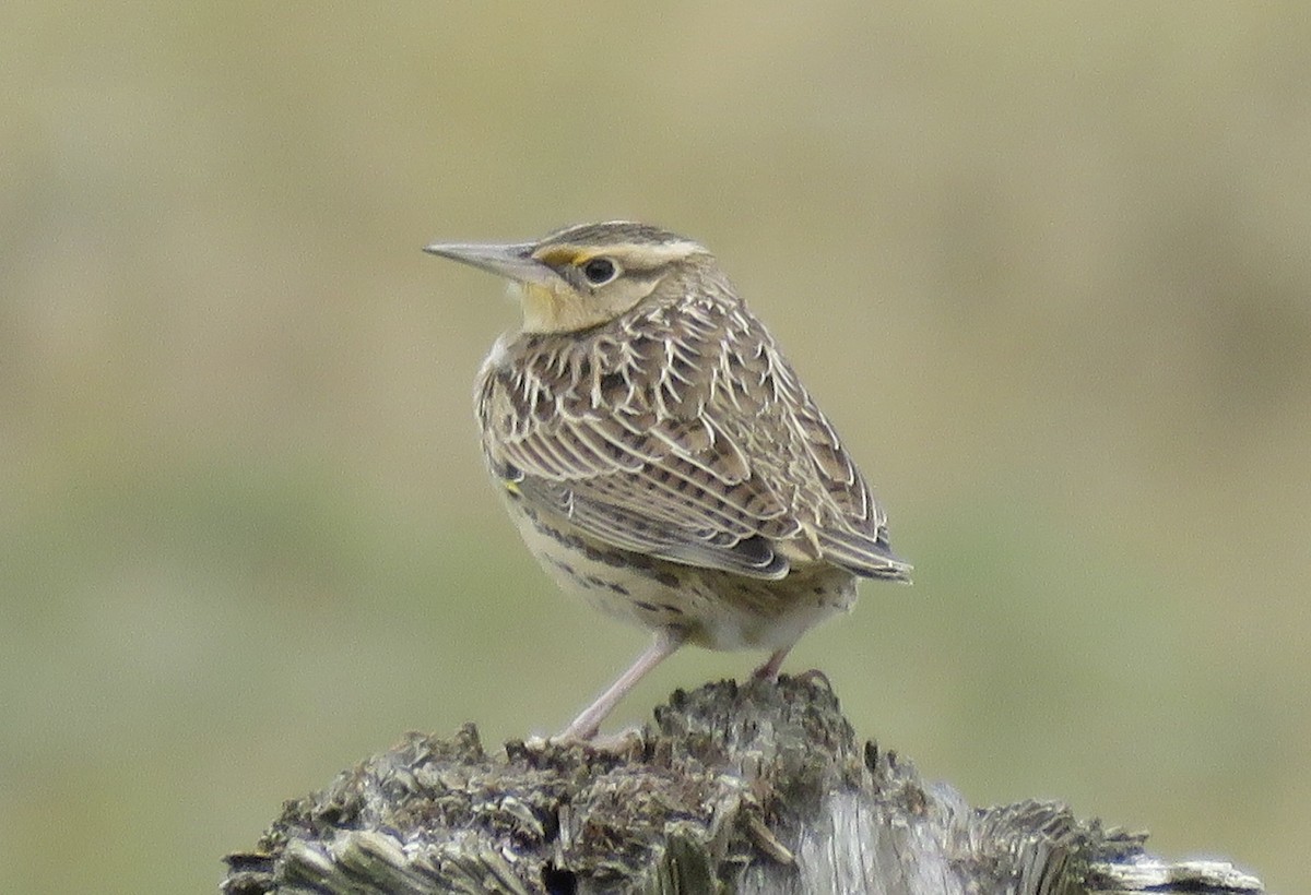 Western Meadowlark - ML642490636