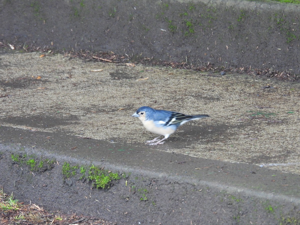 Canary Islands Chaffinch - ML642490651