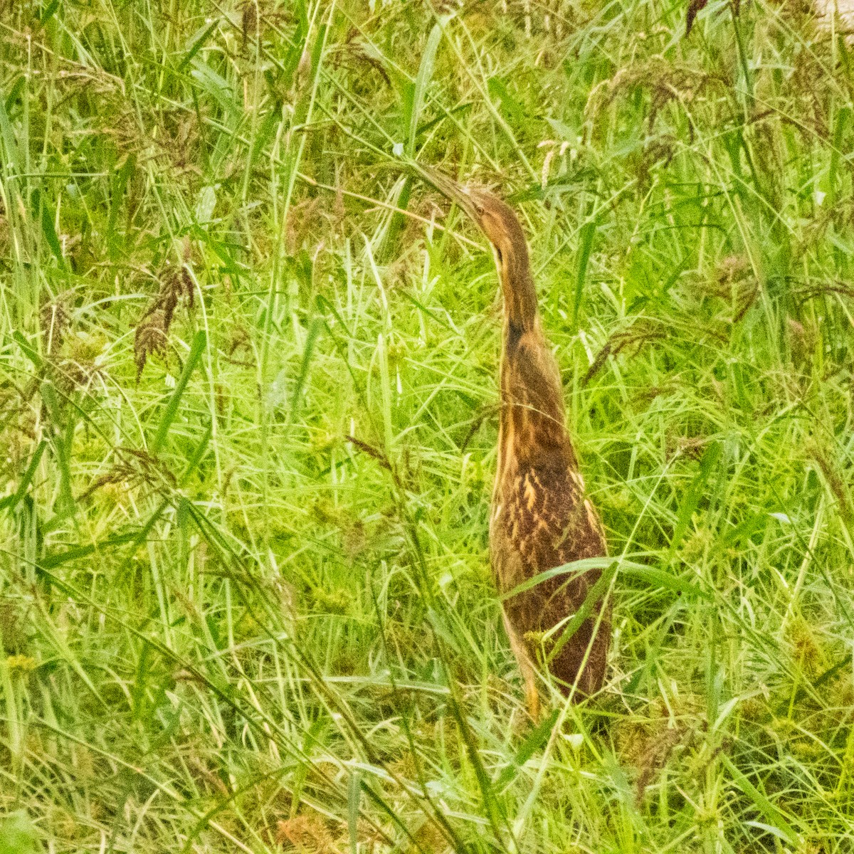 American Bittern - ML642490658