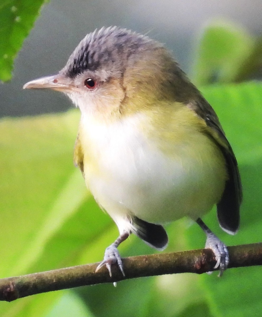 Yellow-green Vireo - ML642490691
