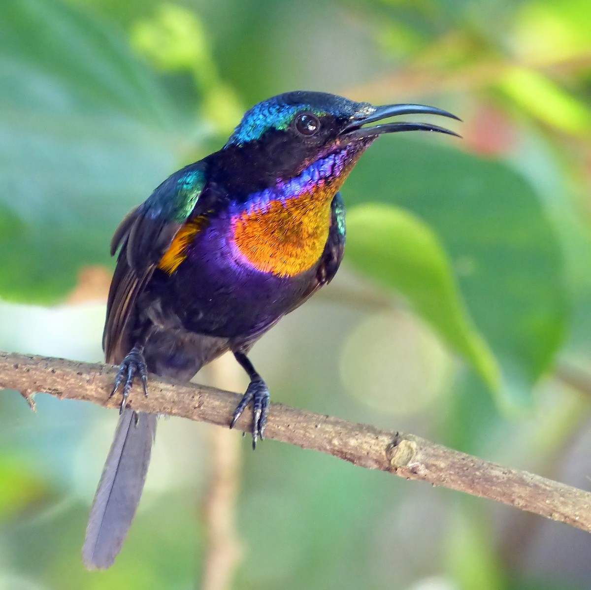 Copper-throated Sunbird - ML642490707