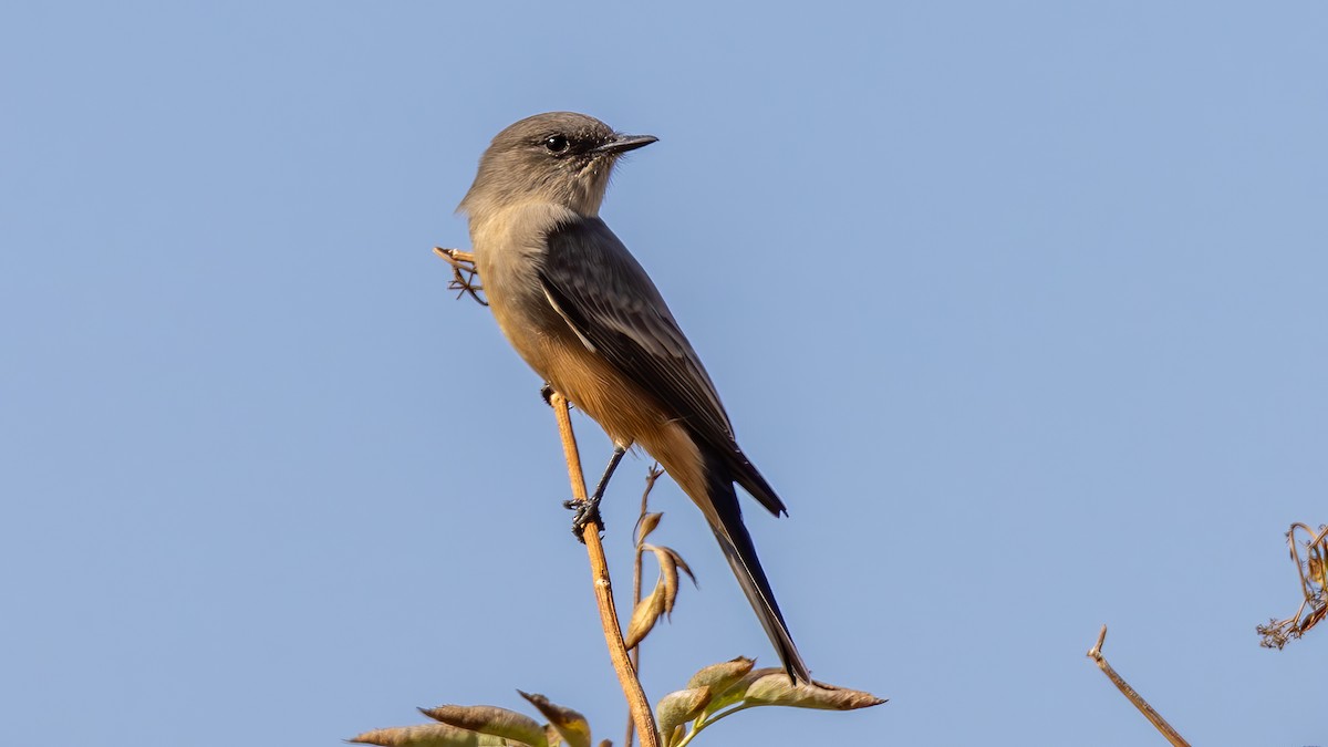 Say's Phoebe - ML642490720