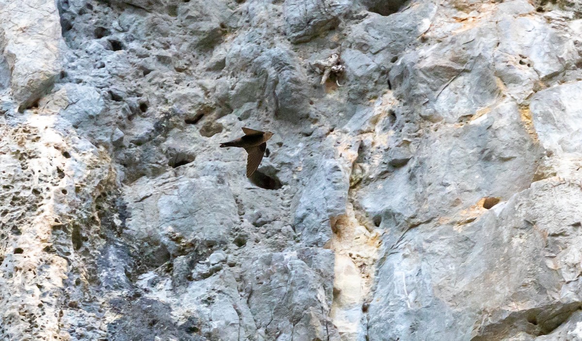 Dusky Crag-Martin - ML642490721