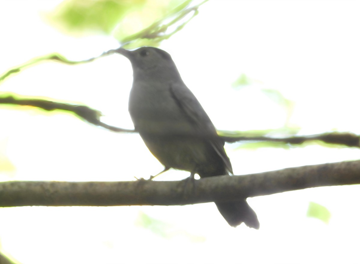 Gray Catbird - ML642490724