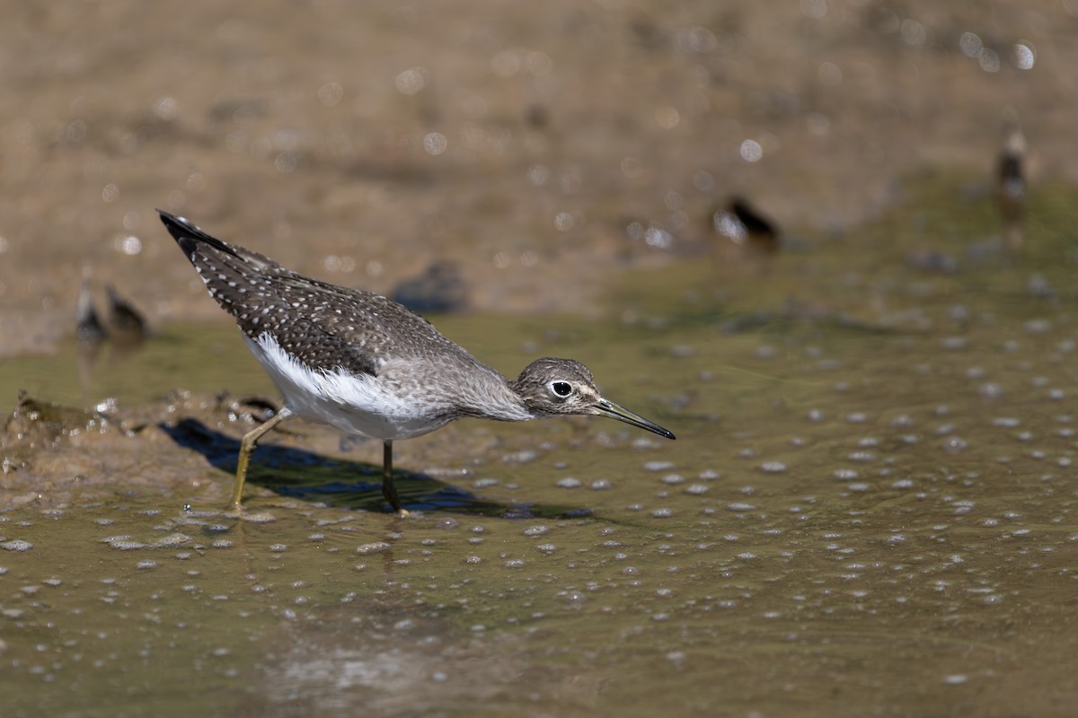 Solitary Sandpiper - ML642490727