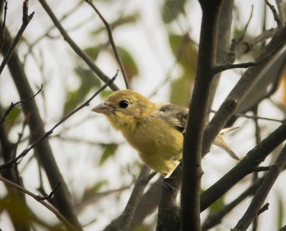 Scarlet Tanager - ML642490738