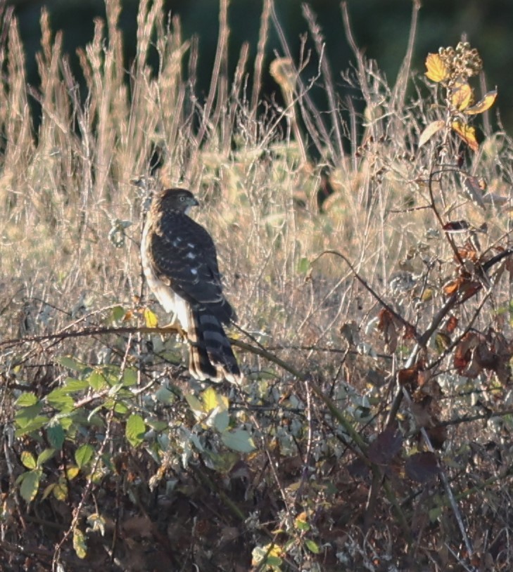 Cooper's Hawk - ML642490746