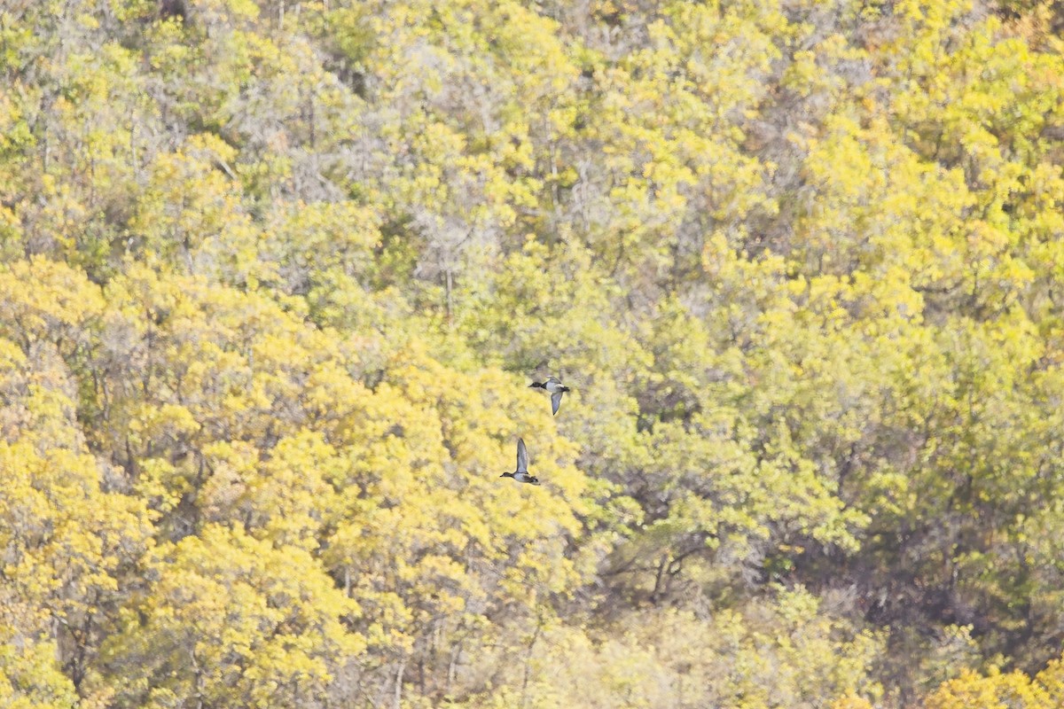 Ring-necked Duck - ML642490747