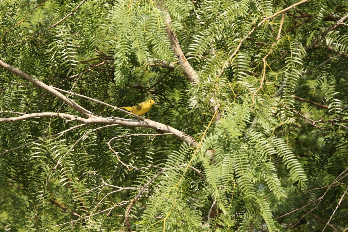 Northern Yellow Warbler - ML642490800