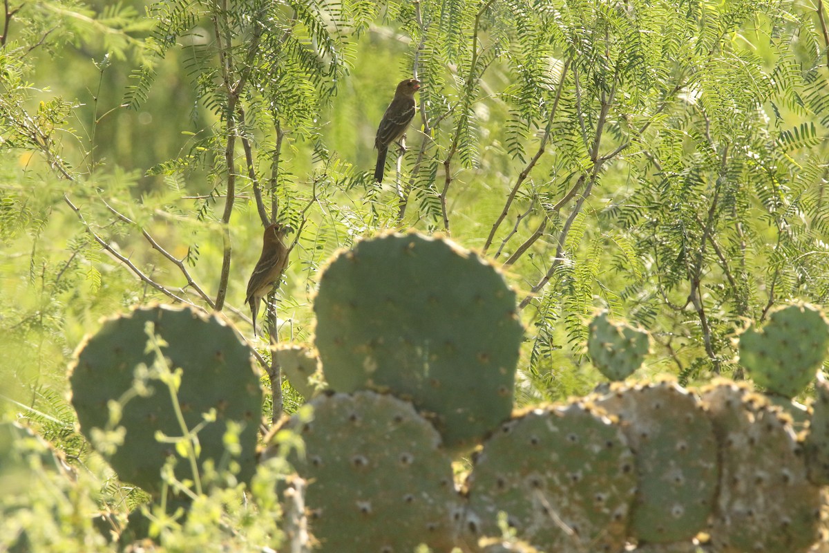 Blue Grosbeak - ML642490849