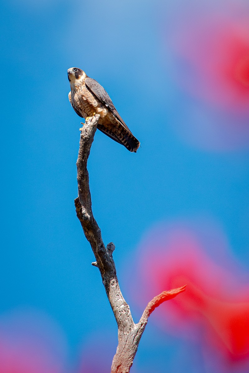 Australian Hobby - ML642490875