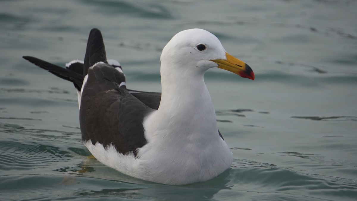 Belcher's Gull - ML642490906