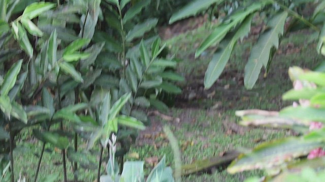 Crested Guan - ML642490908