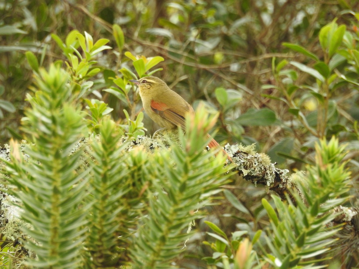 Olive Spinetail - ML642490949