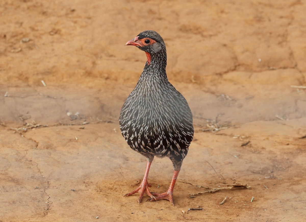 アカノドシャコ - ML642490957