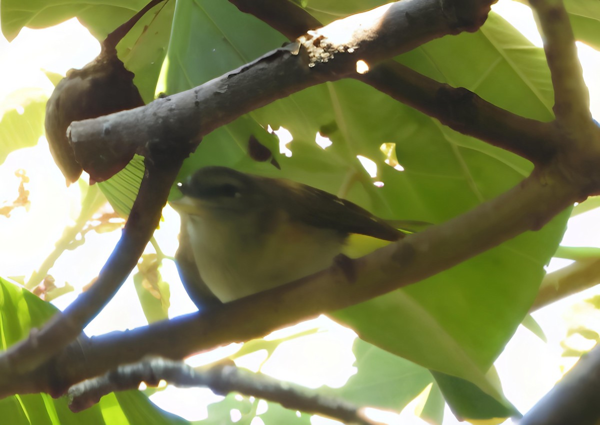 Red-eyed Vireo - ML642490962