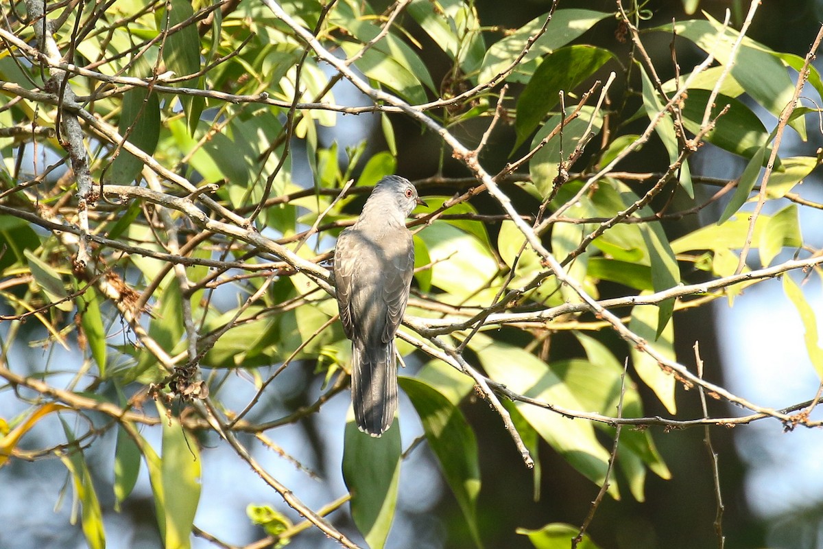 Plaintive Cuckoo - ML642491037