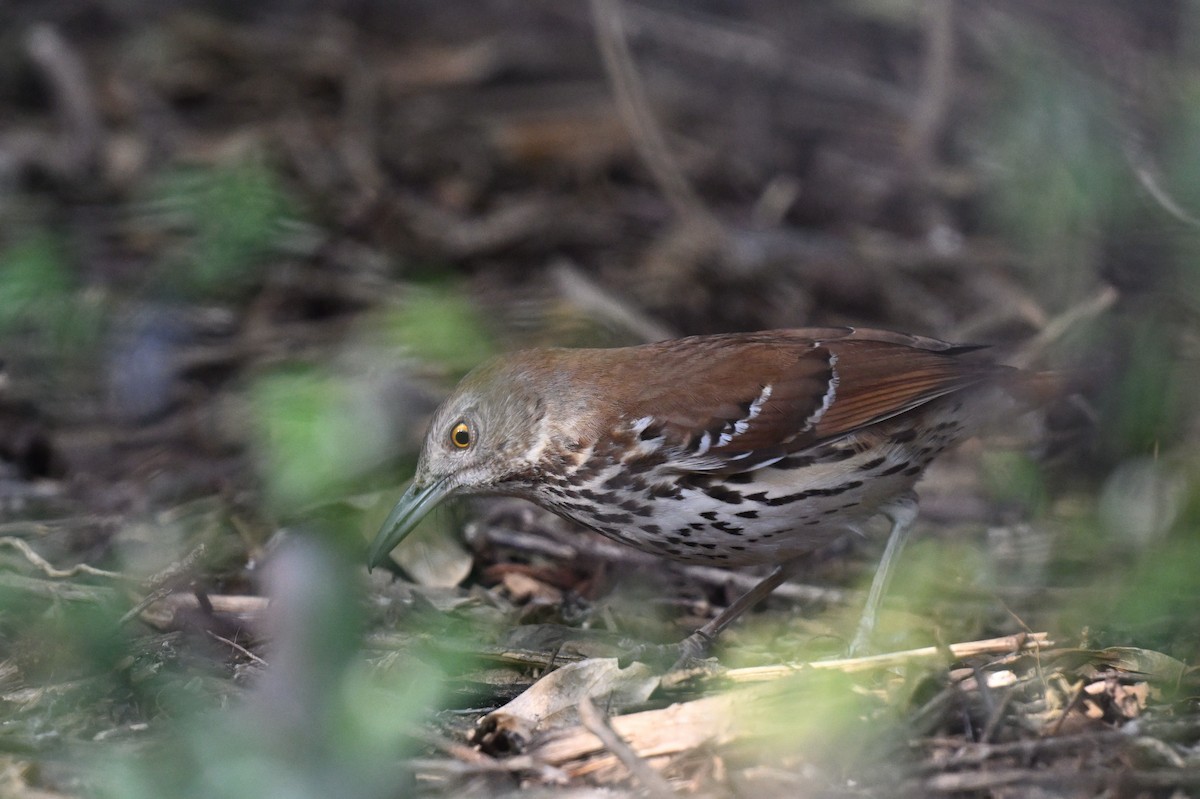 Brown Thrasher - ML642491050