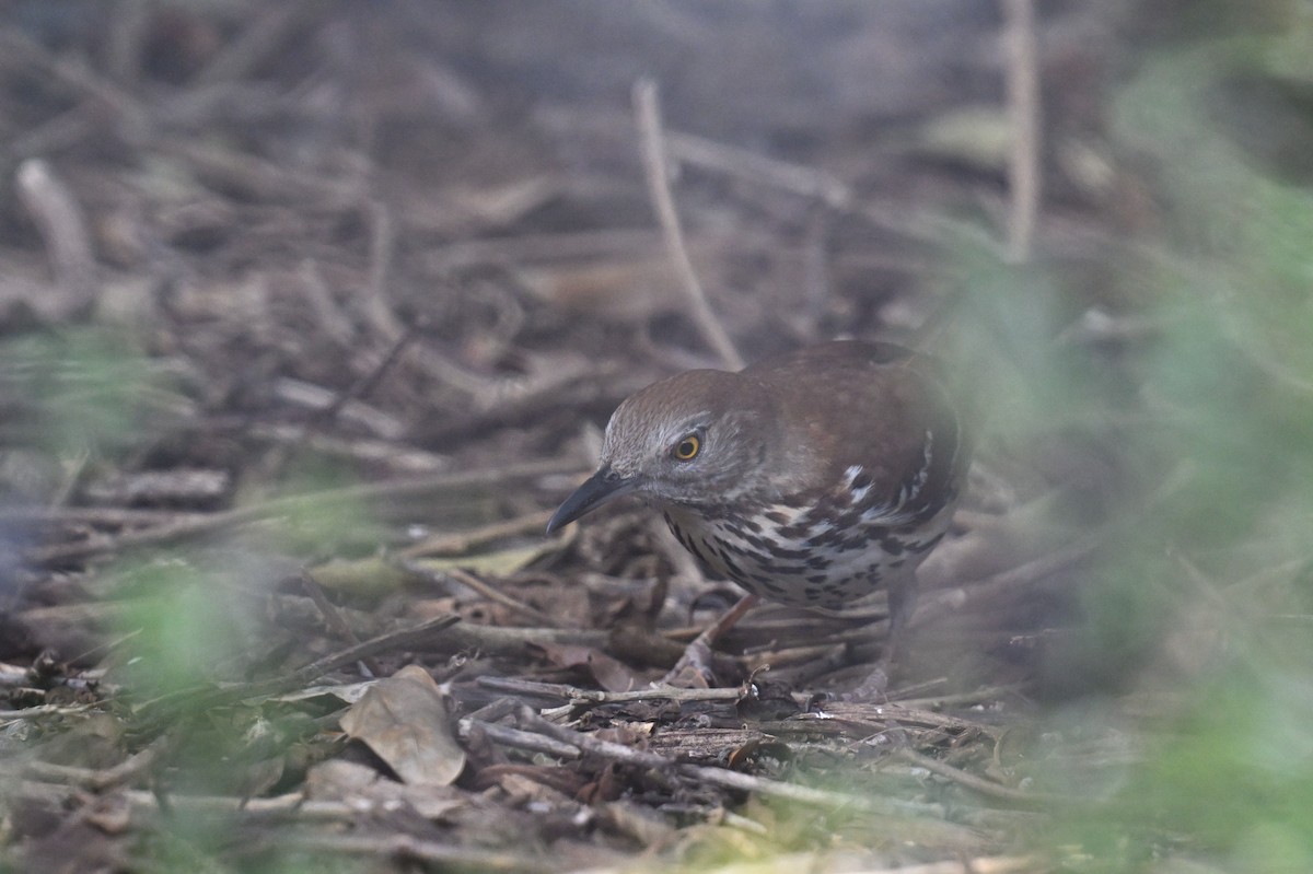 Brown Thrasher - ML642491051