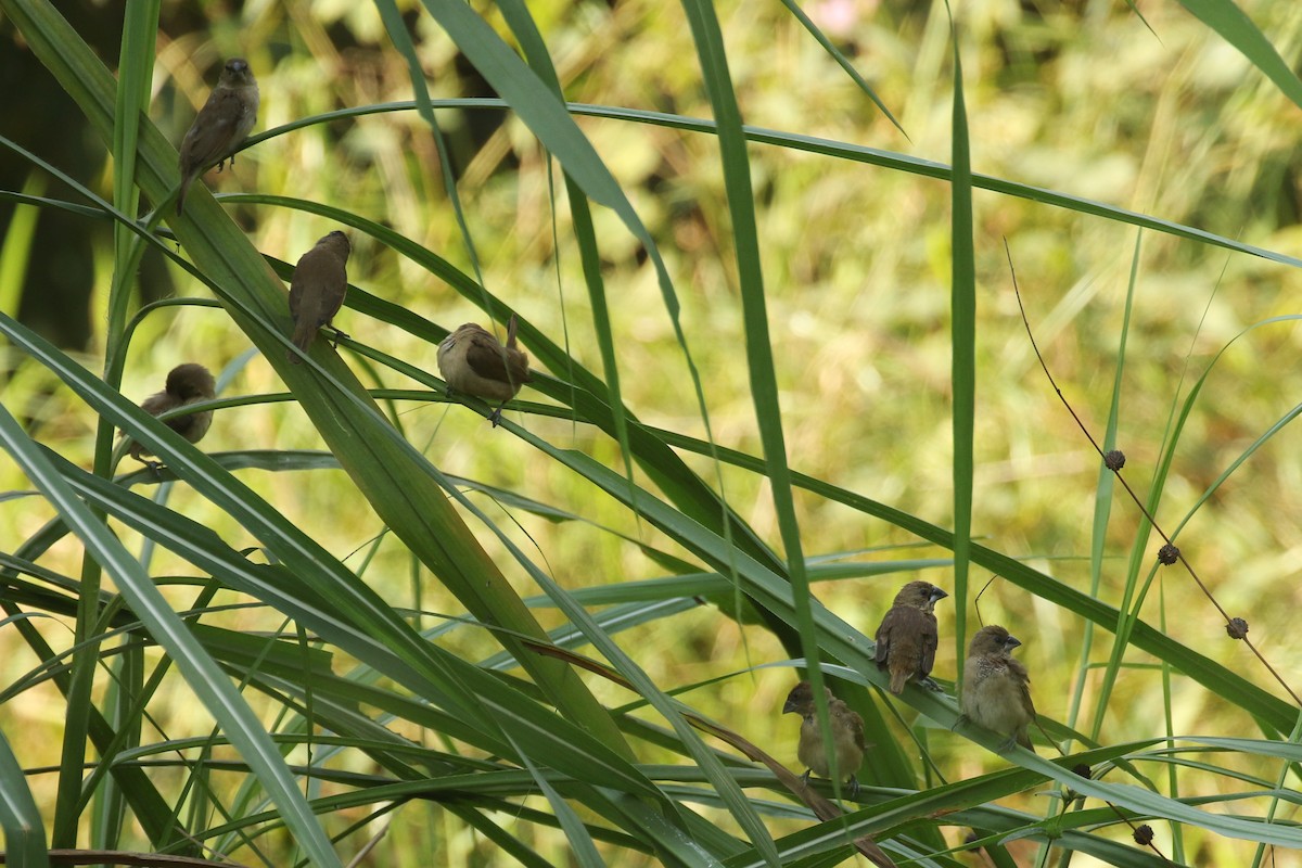 Scaly-breasted Munia - ML642491058