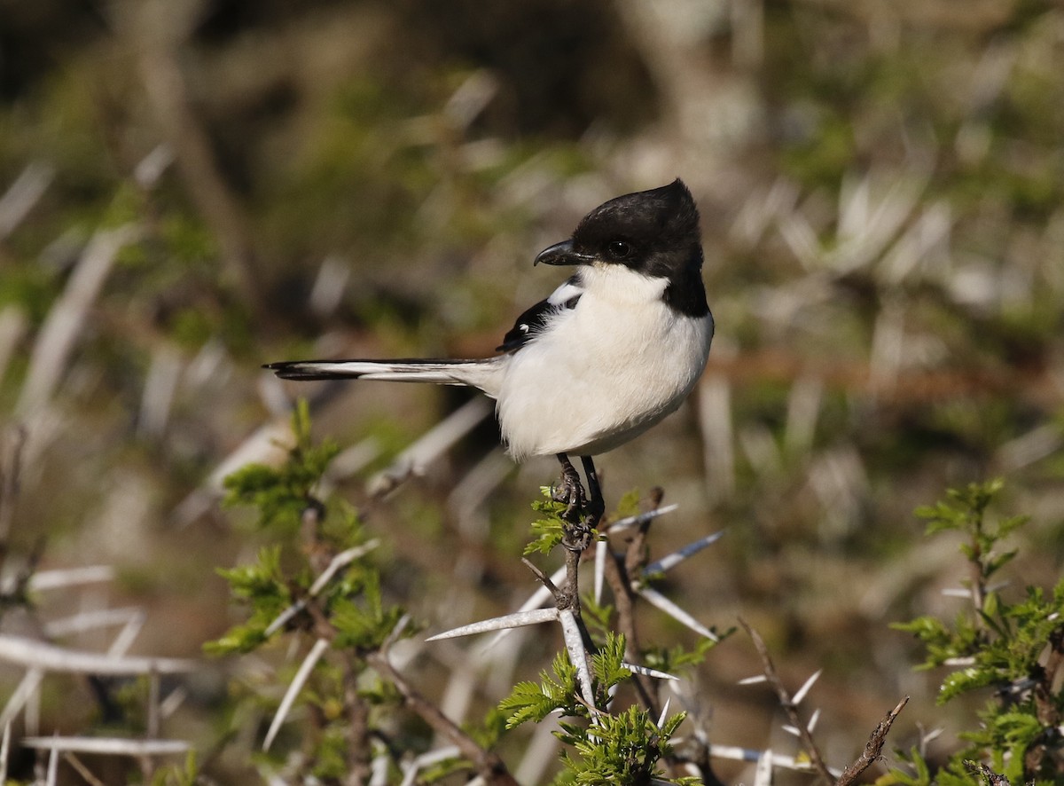 Southern Fiscal - ML642491065
