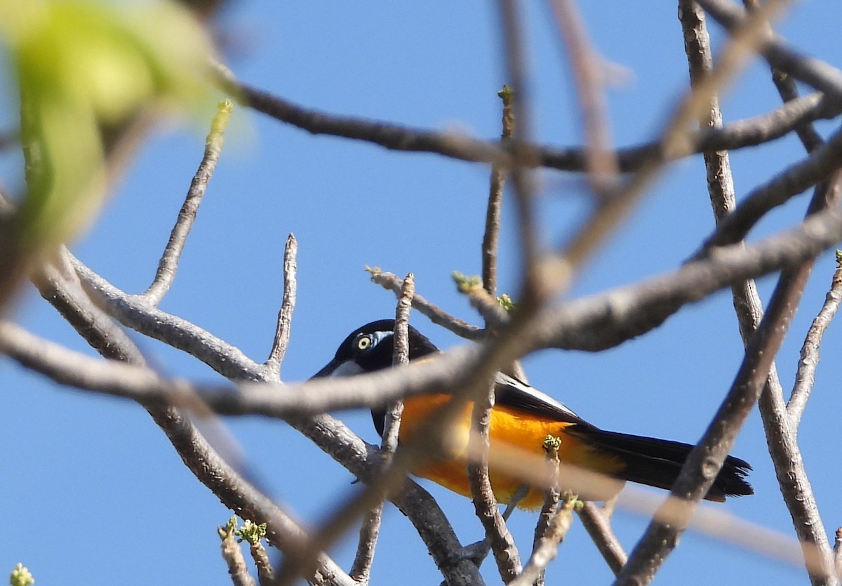 Venezuelan Troupial - ML642491070