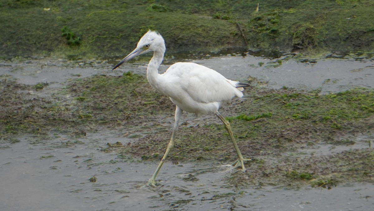 Little Blue Heron - ML642491090