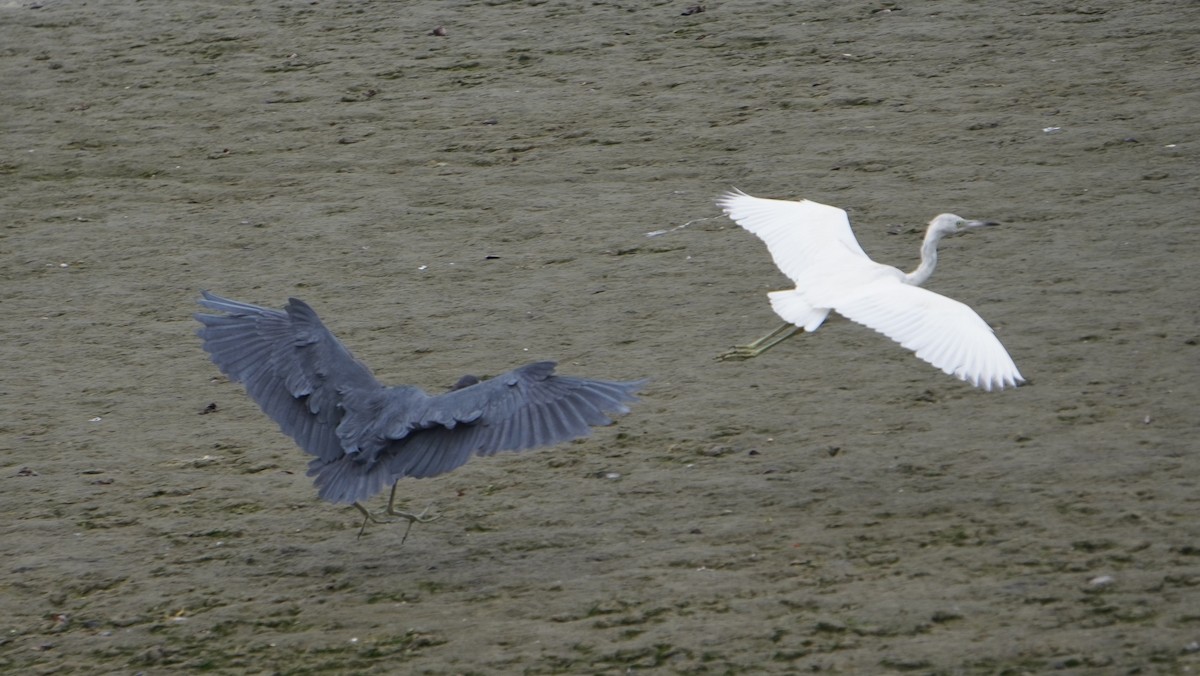 Little Blue Heron - ML642491091