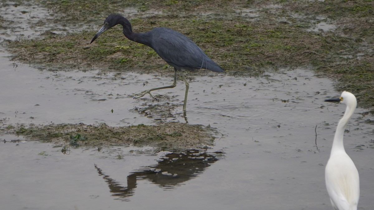 Little Blue Heron - ML642491092