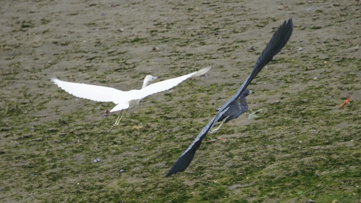 Little Blue Heron - ML642491094