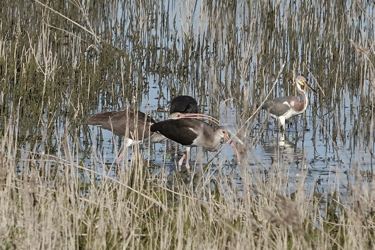 White Ibis - ML642491113