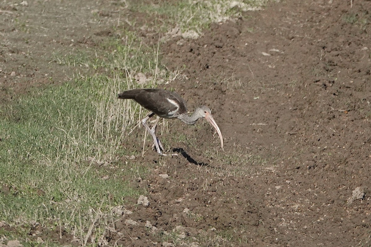 White Ibis - ML642491114