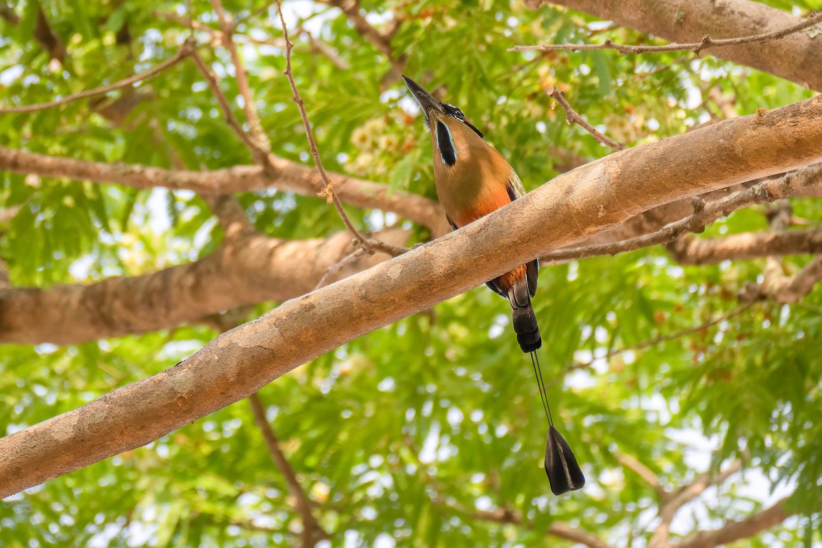 Turquoise-browed Motmot - ML642491116