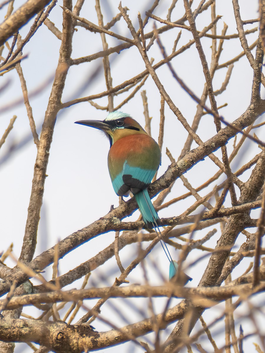 Turquoise-browed Motmot - ML642491117