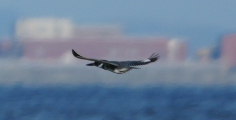 Belted Kingfisher - ML642491118