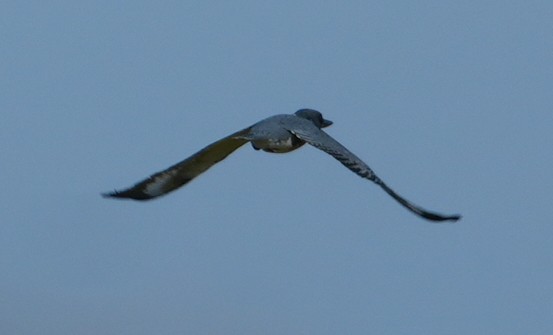 Belted Kingfisher - ML642491119