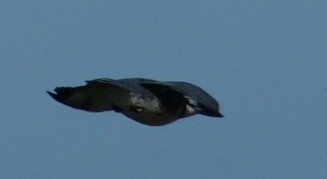 Belted Kingfisher - ML642491120